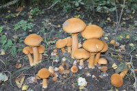 image?view=image&format=raw&type=orig&id=473